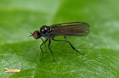 Empidoidea