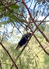 Calyptorhynchus lathami