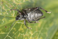 Otiorhynchus