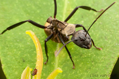 Camponotus sericeiventris