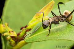 Camponotus sericeiventris
