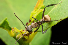 Camponotus sericeiventris