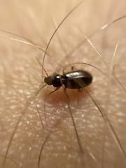 Trechus quadristriatus