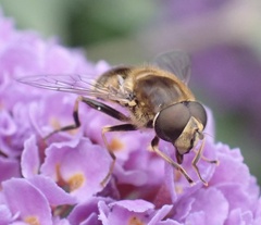 Eristalis nemorum