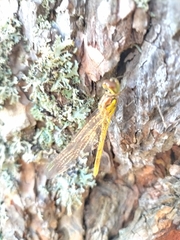 Sympetrum striolatum