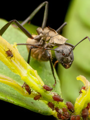 Camponotus sericeiventris