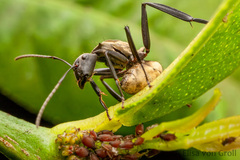 Camponotus sericeiventris