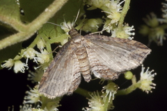 Chloroclystis filata