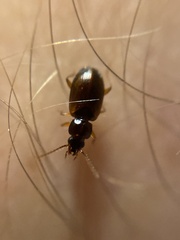 Trechus quadristriatus