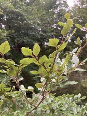 Nothofagus fusca