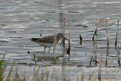 Tringa flavipes