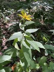 Helianthus decapetalus