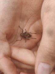 Pholidoptera griseoaptera