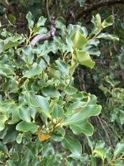 Griselinia littoralis