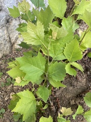 Platanus × hispanica