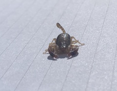 Euscorpius candiota