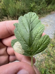 Phyllonorycter holodisci