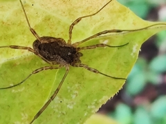 Oligolophus tridens
