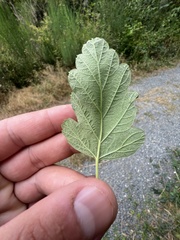 Phyllonorycter holodisci