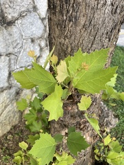 Platanus × hispanica