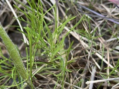 Convolvulus angustissimus