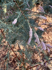 Tamarix