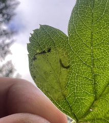 Phyllonorycter holodisci