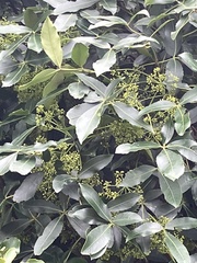 Pseudopanax colensoi