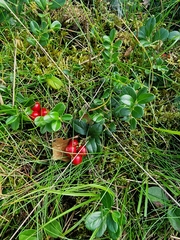 Vaccinium vitis-idaea