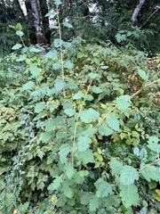 Phyllonorycter holodisci