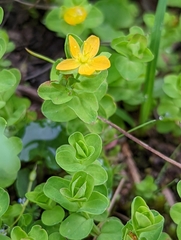 Hypericum anagalloides