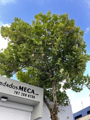 Platanus × hispanica