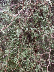 Sophora microphylla