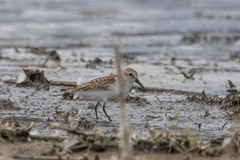 Calidris mauri