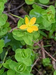 Hypericum anagalloides