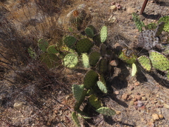 Opuntia