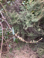 Rubus schmidelioides