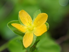 Hypericum anagalloides