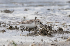 Calidris mauri