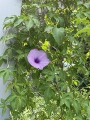 Ipomoea cairica