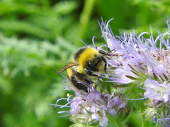 Bombus lucorum