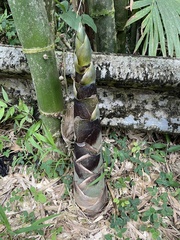 Bambusa vulgaris