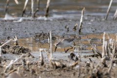 Calidris pusilla