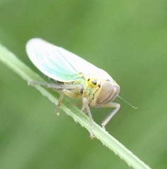 Cicadella viridis