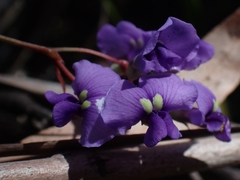 Hardenbergia
