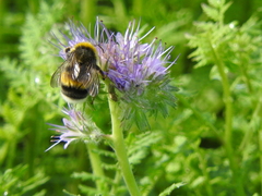 Bombus lucorum