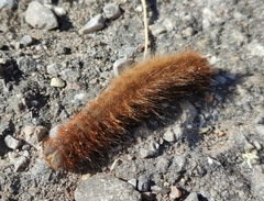 Phragmatobia fuliginosa