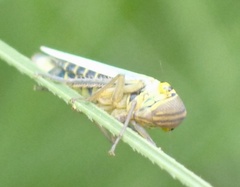 Cicadella viridis