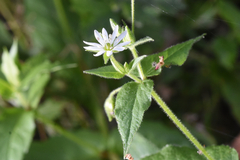 Stellaria aquatica