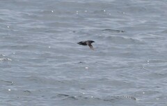 Cerorhinca monocerata